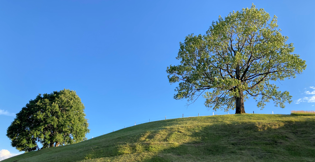 zwi bäume auf der alp