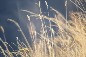 sommer_mms2015_gian-021  